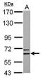 Copine 6 antibody, GTX102120, GeneTex, Western Blot image 
