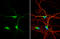 Dystrobrevin Binding Protein 1 antibody, GTX101252, GeneTex, Immunofluorescence image 