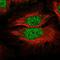 SMC5-SMC6 Complex Localization Factor 1 antibody, HPA054213, Atlas Antibodies, Immunofluorescence image 