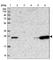 CD3 antibody, HPA040957, Atlas Antibodies, Western Blot image 