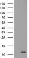 S100 Calcium Binding Protein A12 antibody, MA5-25436, Invitrogen Antibodies, Western Blot image 