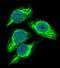 Stimulated by retinoic acid gene 8 protein antibody, PA5-35047, Invitrogen Antibodies, Immunofluorescence image 