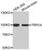 Short transient receptor potential channel 4 antibody, MBS128580, MyBioSource, Western Blot image 