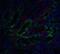 DNA Fragmentation Factor Subunit Alpha antibody, NBP1-76471, Novus Biologicals, Immunocytochemistry image 