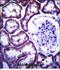 Thioredoxin Domain Containing 15 antibody, PA5-48583, Invitrogen Antibodies, Immunohistochemistry paraffin image 