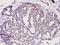 Protein Kinase C Theta antibody, A01293S676, Boster Biological Technology, Immunohistochemistry frozen image 