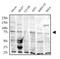 TNF Receptor Associated Factor 7 antibody, NB600-1399, Novus Biologicals, Western Blot image 