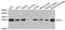 Ribosomal Protein L9 antibody, A13632, ABclonal Technology, Western Blot image 