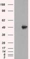CUGBP Elav-Like Family Member 1 antibody, NBP2-02343, Novus Biologicals, Western Blot image 