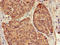 G Protein Subunit Beta 5 antibody, LS-C369694, Lifespan Biosciences, Immunohistochemistry paraffin image 