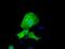 Ret Finger Protein Like 1 antibody, NBP2-02835, Novus Biologicals, Immunocytochemistry image 