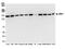 Structural Maintenance Of Chromosomes 1A antibody, NBP2-76412, Novus Biologicals, Western Blot image 