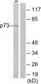 Tumor Protein P73 antibody, abx013287, Abbexa, Western Blot image 