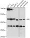 Kin17 DNA And RNA Binding Protein antibody, 18-023, ProSci, Western Blot image 