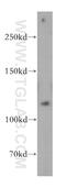 Mismatch repair endonuclease PMS2 antibody, 18164-1-AP, Proteintech Group, Western Blot image 
