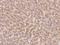 FA8 antibody, 108766-T08, Sino Biological, Immunohistochemistry paraffin image 