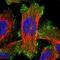 ELKS/RAB6-Interacting/CAST Family Member 1 antibody, NBP1-88179, Novus Biologicals, Immunofluorescence image 