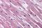 Sphingosine-1-Phosphate Receptor 1 antibody, MBS240198, MyBioSource, Immunohistochemistry paraffin image 