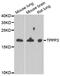 Tubulin polymerization-promoting protein family member 3 antibody, abx005197, Abbexa, Western Blot image 