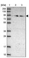 Zinc Finger Protein 235 antibody, PA5-61039, Invitrogen Antibodies, Western Blot image 