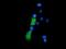 Zinc Ribbon Domain Containing 2 antibody, NBP2-03198, Novus Biologicals, Immunocytochemistry image 