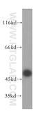 Taspase 1 antibody, 16739-1-AP, Proteintech Group, Western Blot image 