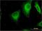 FEEL-1 antibody, H00023166-M05, Novus Biologicals, Immunofluorescence image 