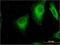 Stabilin 1 antibody, H00023166-M05, Novus Biologicals, Immunofluorescence image 