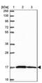 28S ribosomal protein S18b, mitochondrial antibody, PA5-62171, Invitrogen Antibodies, Western Blot image 