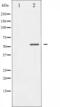Myocyte Enhancer Factor 2A antibody, abx011130, Abbexa, Western Blot image 
