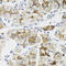 LFNG O-Fucosylpeptide 3-Beta-N-Acetylglucosaminyltransferase antibody, 22-941, ProSci, Immunohistochemistry frozen image 