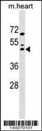 MAF BZIP Transcription Factor antibody, MBS9200780, MyBioSource, Western Blot image 
