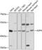 Asporin antibody, 13-571, ProSci, Western Blot image 
