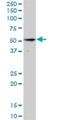 NudC Domain Containing 3 antibody, H00023386-B01P, Novus Biologicals, Western Blot image 