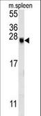 EP300 Interacting Inhibitor Of Differentiation 2 antibody, LS-C167671, Lifespan Biosciences, Western Blot image 