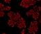 Nuclear Factor Kappa B Subunit 1 antibody, NBP2-66976, Novus Biologicals, Immunofluorescence image 