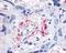 Fms Related Tyrosine Kinase 1 antibody, 48-397, ProSci, Immunohistochemistry frozen image 