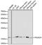 RNA polymerase II RBP8 antibody, 22-578, ProSci, Immunoprecipitation image 