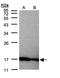 Midkine antibody, NBP1-31158, Novus Biologicals, Western Blot image 