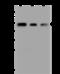 ST13 Hsp70 Interacting Protein antibody, 201012-T44, Sino Biological, Western Blot image 