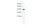 Retinoid X Receptor Gamma antibody, 28-364, ProSci, Western Blot image 