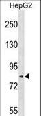 TSC22 Domain Family Member 2 antibody, LS-C160245, Lifespan Biosciences, Western Blot image 