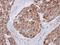 Mitochondrial Ribosomal Protein L12 antibody, NBP2-19397, Novus Biologicals, Immunohistochemistry frozen image 