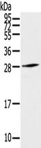 Thymocyte Nuclear Protein 1 antibody, TA350500, Origene, Western Blot image 