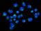 Golgin A1 antibody, A13524-1, Boster Biological Technology, Immunofluorescence image 