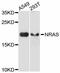 Ras antibody, A11851, ABclonal Technology, Western Blot image 