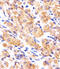 60S acidic ribosomal protein P0-like antibody, MBS9212984, MyBioSource, Immunohistochemistry frozen image 