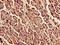 Dolichyl-Phosphate Mannosyltransferase Subunit 1, Catalytic antibody, orb400196, Biorbyt, Immunohistochemistry paraffin image 