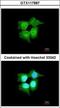 RAB, Member RAS Oncogene Family Like 6 antibody, GTX117887, GeneTex, Immunocytochemistry image 