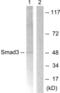 SMAD Family Member 3 antibody, LS-C117932, Lifespan Biosciences, Western Blot image 